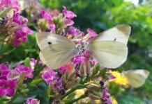 대전곤충생태관, 나비 특별기획전 개최