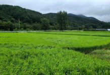 대전농업기술센터‘여름철 농업재해대책 상황실’운영