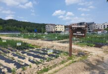 “나는야 도시농부”대전시 도심공용텃밭 분양