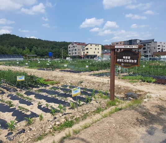 “나는야 도시농부”대전시 도심공용텃밭 분양