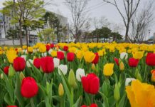 한밭수목원 4월의 봄꽃 만개