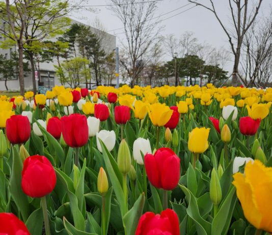 한밭수목원 4월의 봄꽃 만개