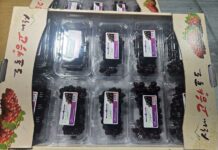 대전 산내 씨 없는 포도‘델라웨어’수출길 열렸다