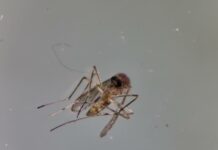 대전서 올해 첫 일본뇌염매개 ‘작은빨간집모기’ 발견