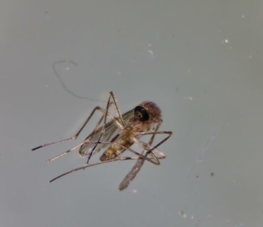 대전서 올해 첫 일본뇌염매개 ‘작은빨간집모기’ 발견