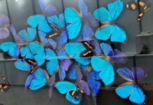 대전곤충생태관, 곤충표본‧조형물 특별기획전