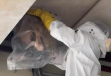 대전소방, “여름철 벌 쏘임 사고 주의하세요”