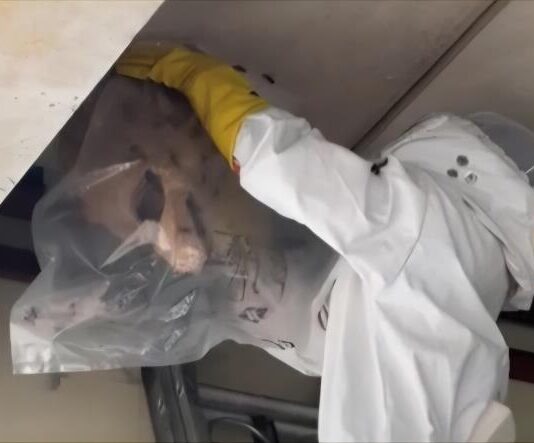 대전소방, “여름철 벌 쏘임 사고 주의하세요”